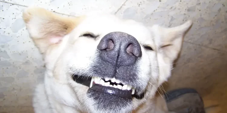 dog smiling